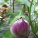 eggplant-rosa-bianca-seeds-3