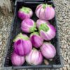 eggplant-rosa-bianca-seeds-4