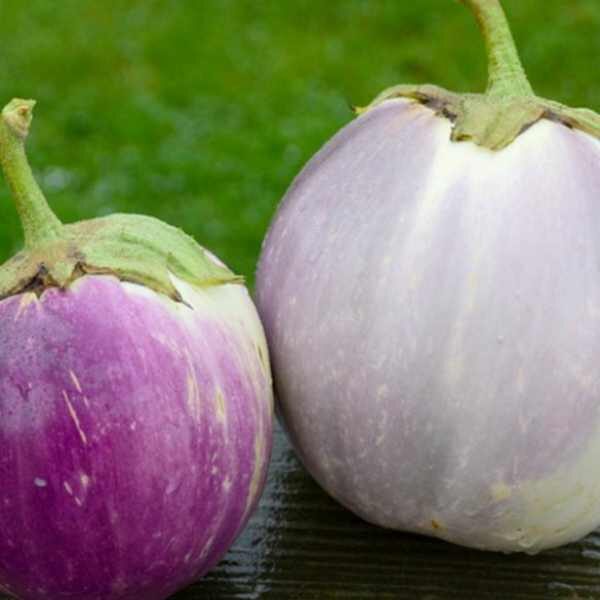 eggplant-rosa-bianca-seeds