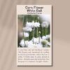 corn-flower-white-ball-seed-packet-front