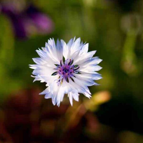 cornflower-white-seeds-1