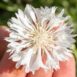 cornflower-white-seeds-2