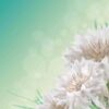 cornflower-white-seeds-4