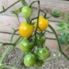 cherry-tomato-tommy-toe-yellow-seeds-1