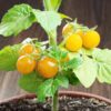 cherry-tomato-tommy-toe-yellow-seeds-2