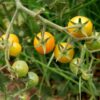 cherry-tomato-tommy-toe-yellow-seeds-3