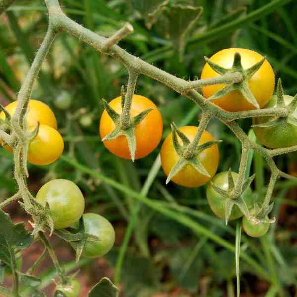 cherry-tomato-tommy-toe-yellow-seeds-3 cherry-tomato-tommy-toe-yellow-seeds-3