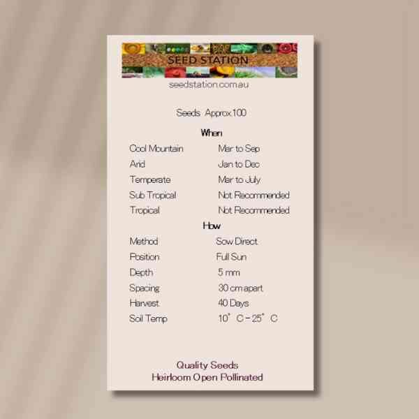 english-winter-giant-back english-winter-giant-back