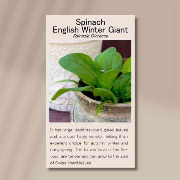 english-winter-giant-front english-winter-giant-front