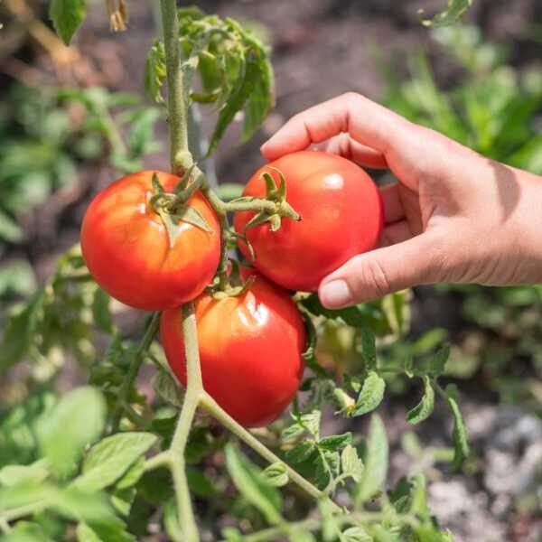 salad tomato-money-maker-seeds-1 salad tomato-money-maker-seeds-1
