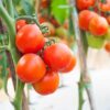 salad-tomato-money-maker-seeds