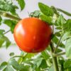 salad tomato-money-maker-seeds-2