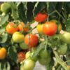 salad tomato-money-maker-seeds-3