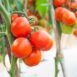 salad-tomato-money-maker-seeds