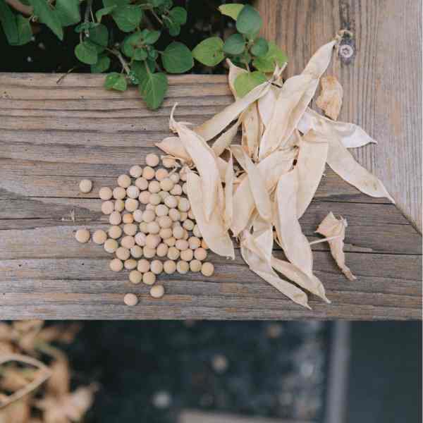 Seed Saving: Peas