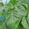 spinach-seeds-1