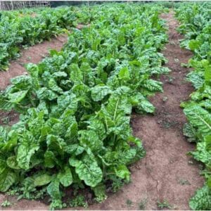 spinach-seeds