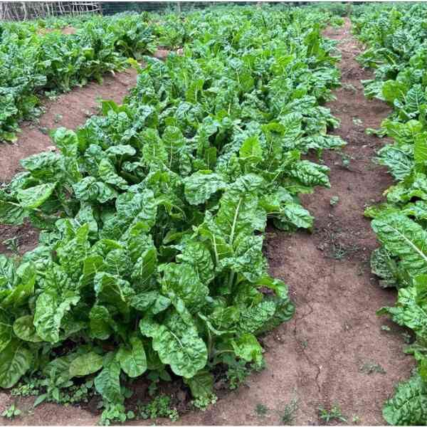 spinach-seeds spinach-seeds