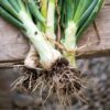 spring-onion-pompeii-seeds-2