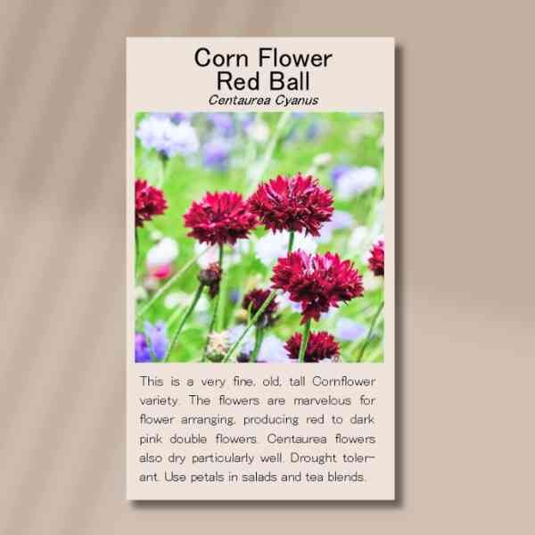 corn-flower-red-ball-seed-packet-front corn-flower-red-ball-seed-packet-front