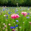 cornflower-red-ball-seeds-2