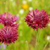 cornflower-red-ball-seeds-3