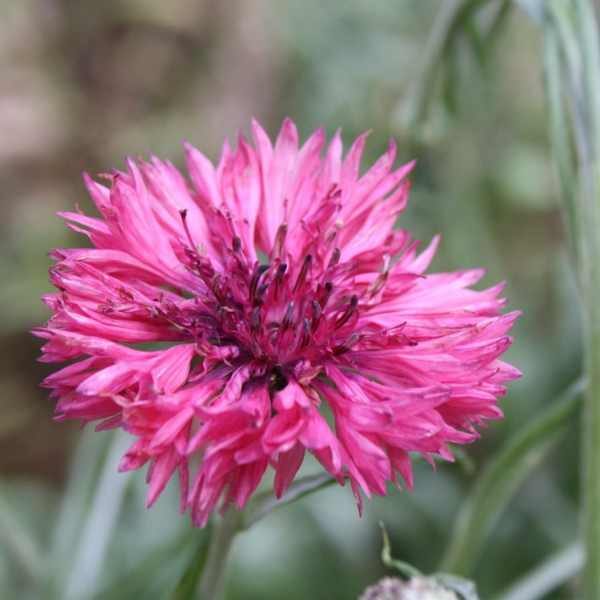 flower-red-cornflower-seeds