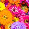 zinnia-lilliput-seeds-1