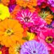 zinnia-lilliput-seeds-1