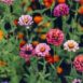 zinnia-lilliput-seeds-4