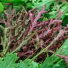 mizuna-ruby-red-streaks-seeds-1