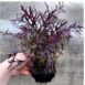 mizuna-ruby-red-streaks-seeds-7