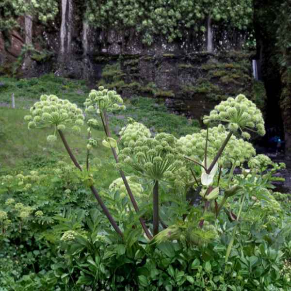 Angelica Herb: A Heavenly Herb with Angelic Roots