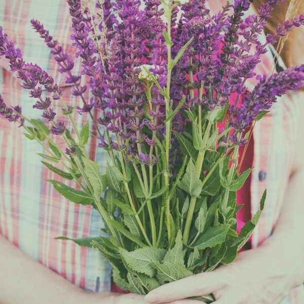 salvia-tericolour-seed-styled-2 salvia-tericolour-seed-styled-2