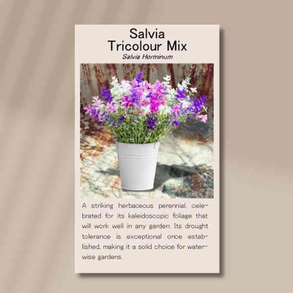 salvia-tricolour-front Salvia tricolour front