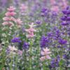 Salvia tricolour mix 3
