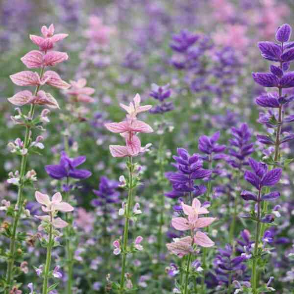salvia-tricolour-mix-3 Salvia tricolour mix 3