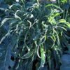 broccoli-spigarello-seeds-2