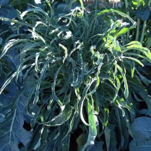 Broccoli Spigariello