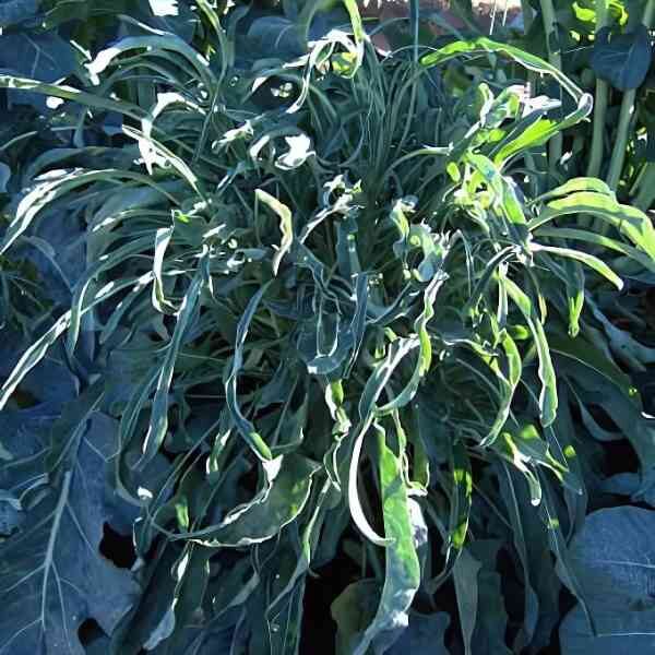 broccoli-spigarello-seeds-2