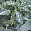 broccoli-spigarello-seeds-5