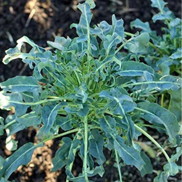 broccoli-spigariello-seed