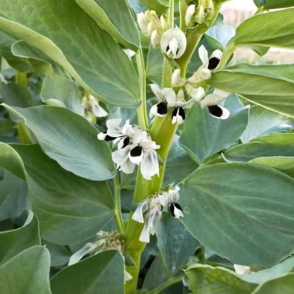 eygptian-broad-bean-seeds