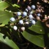 native-blue-ginger-seeds