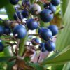 native-blue-ginger-seeds-3