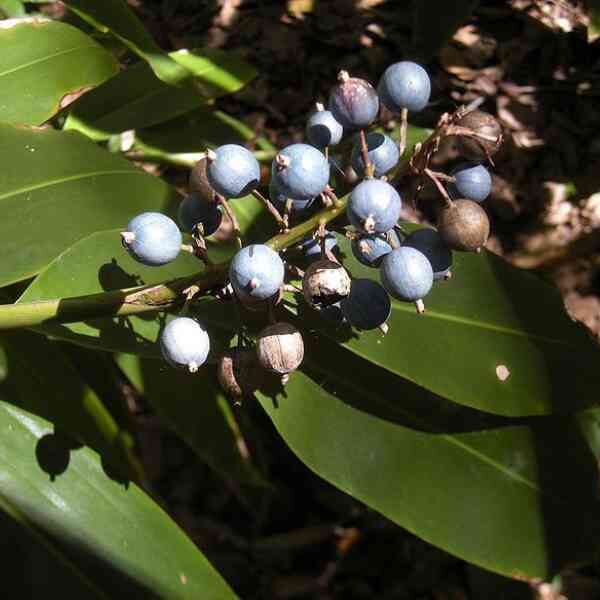 native-blue-ginger-seeds