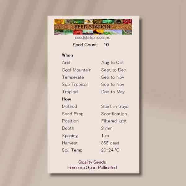 native-ginger-back-2 native-ginger-back-2