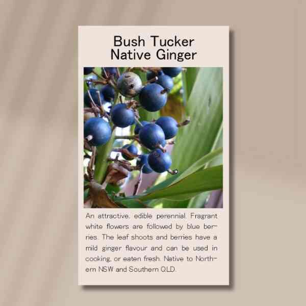 native-ginger-front-2 native-ginger-front-2