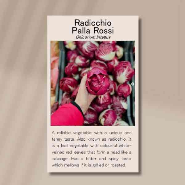 radicchio-palla-rossi-front radicchio-palla-rossi-front