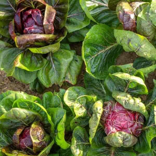 radicchio-palla-rossi-seeds-5 radicchio-palla-rossi-seeds-5